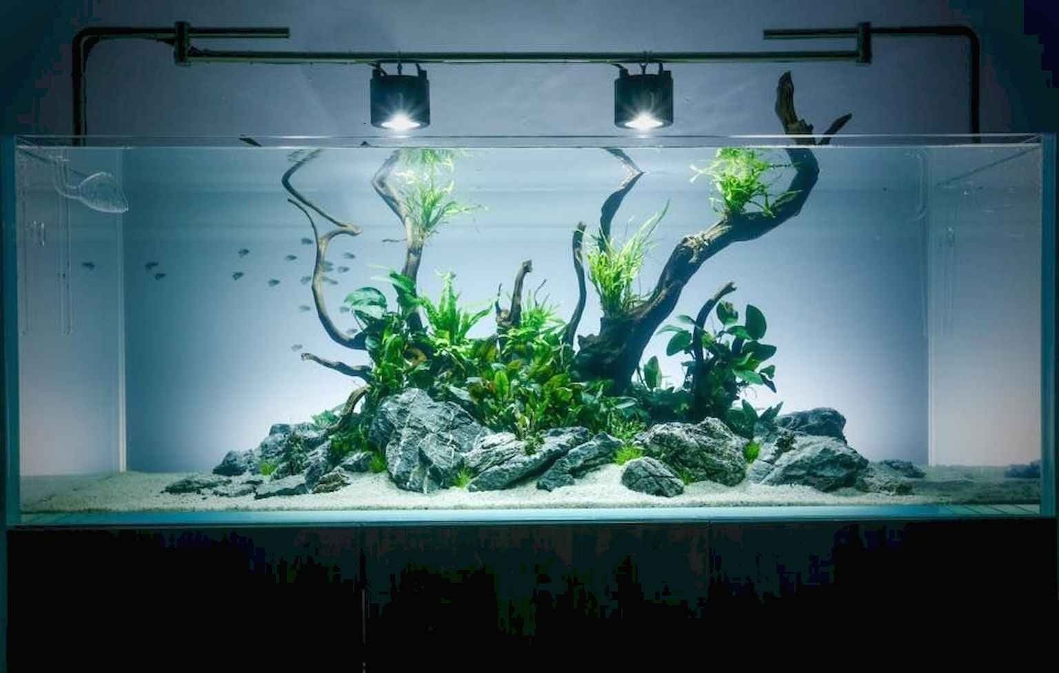 Relaxation Aquascaping Ideas For Inspiration 1 